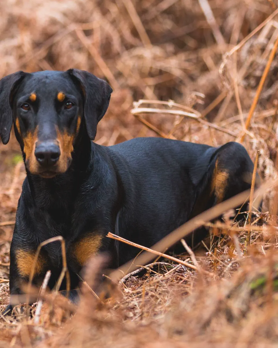 Doberman leži u visokoj suhoj travi i gleda u kameru