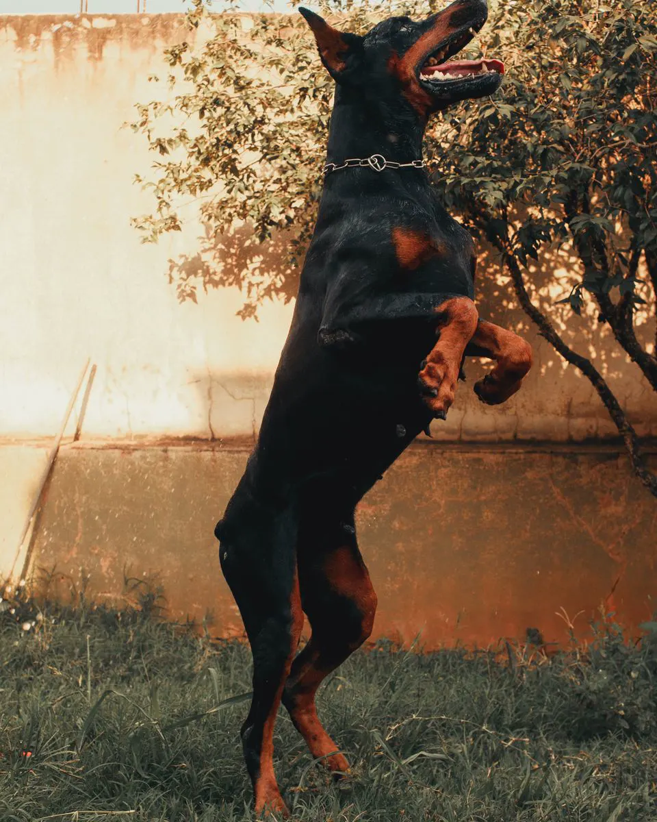 Doberman skače na zadnjim nogama u dvorištu pored drveta