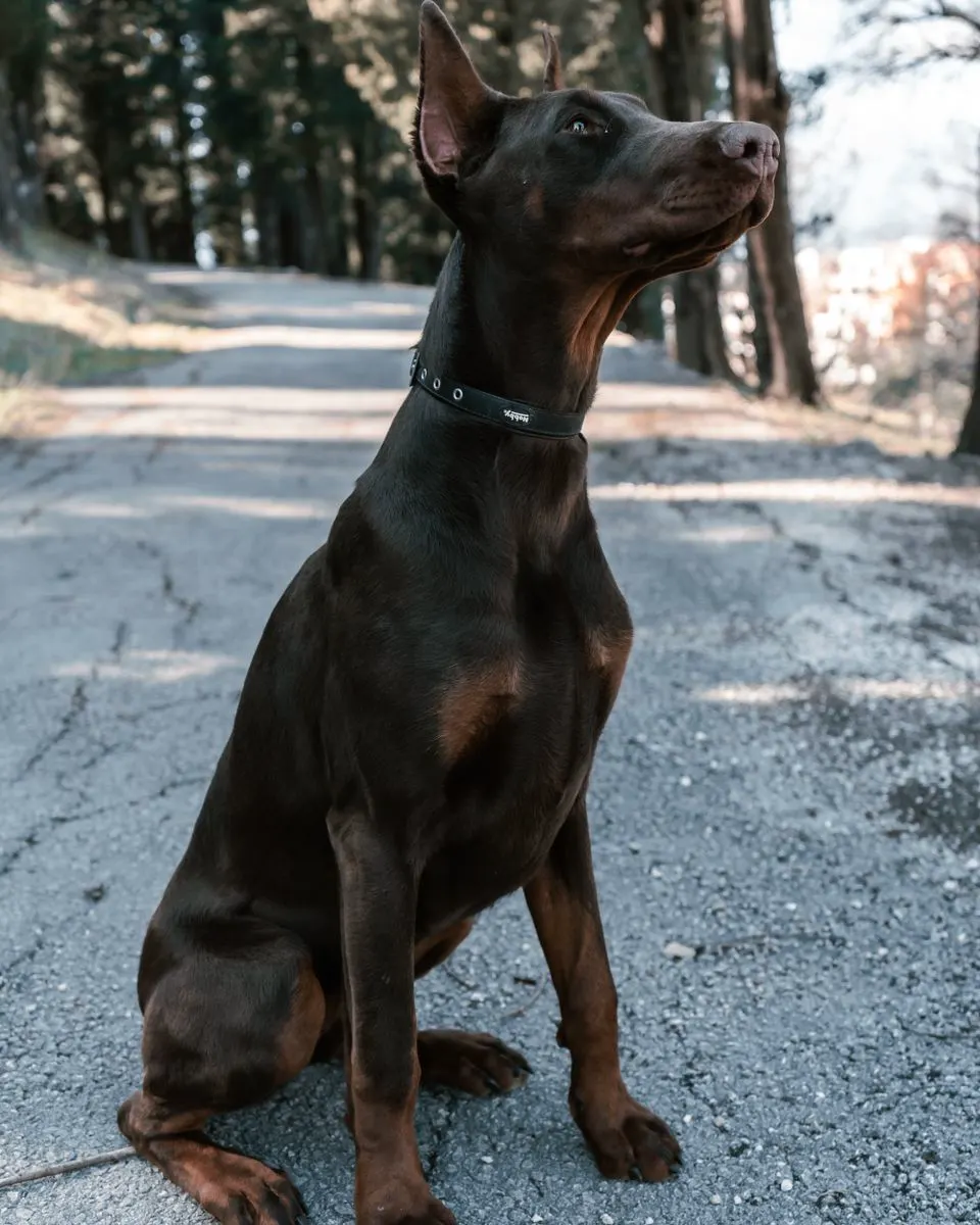 Doberman sjedi na šumskoj cesti i gleda prema krošnjama